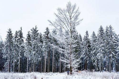 Free A peaceful winter scene with snow-covered trees in a serene forest setting. Stock Photo