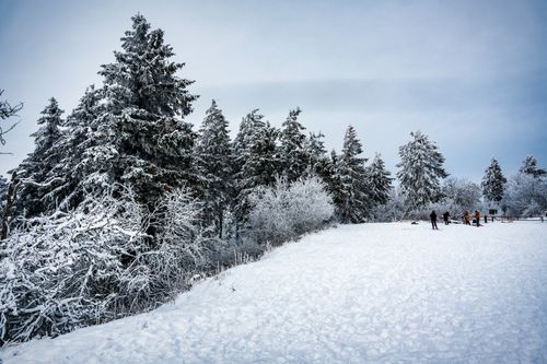 Free Beautiful winter scene with snow-covered pine trees and people enjoying the outdoors. Stock Photo