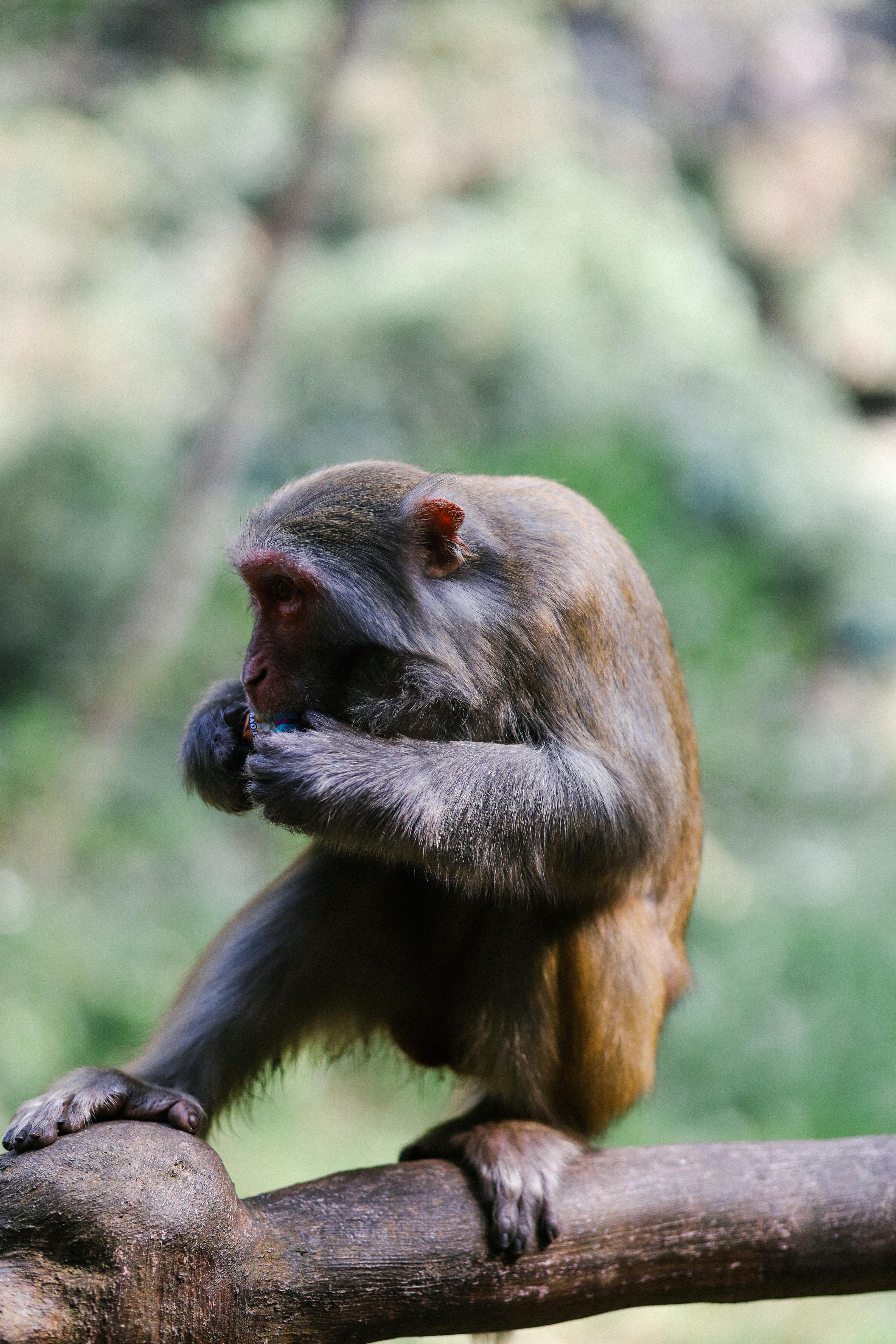免費 一隻恒河猴棲息在鬱鬱蔥蔥的綠色森林中的樹枝上。 圖庫相片