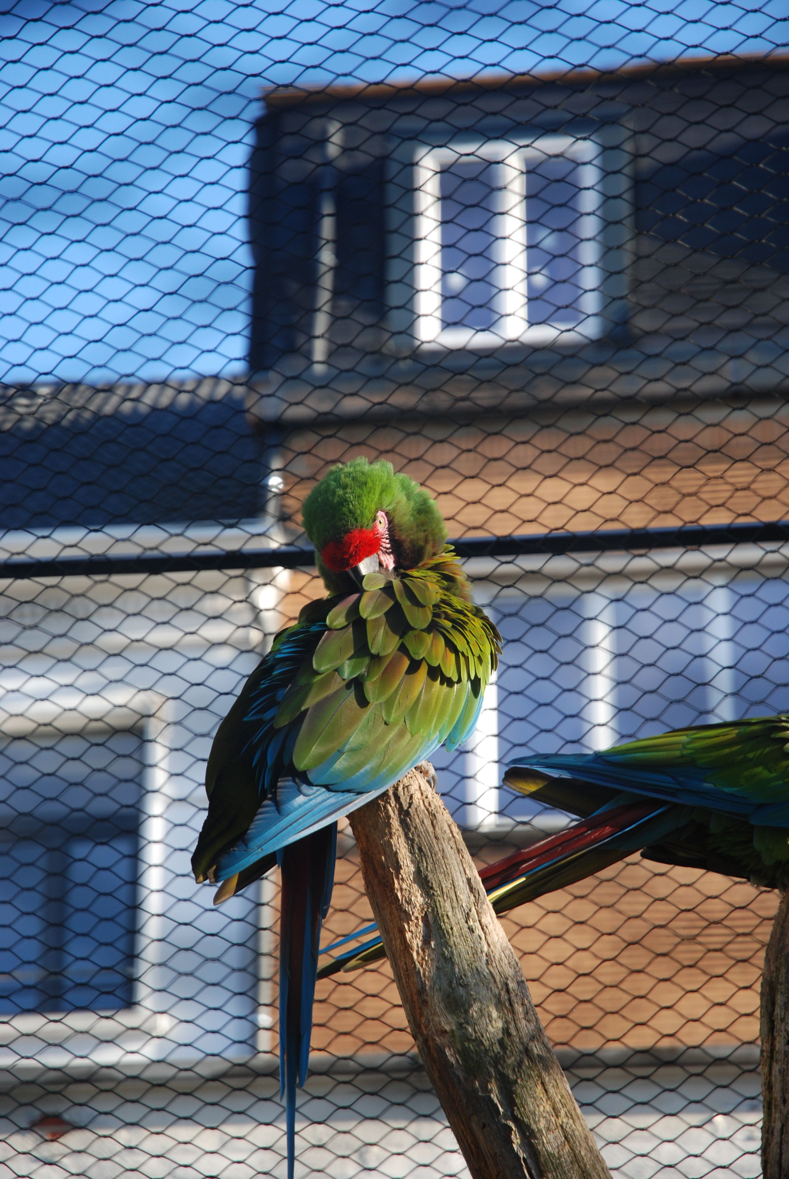Stunning Eco-Friendly Parrot Habitat With Landing Perches image