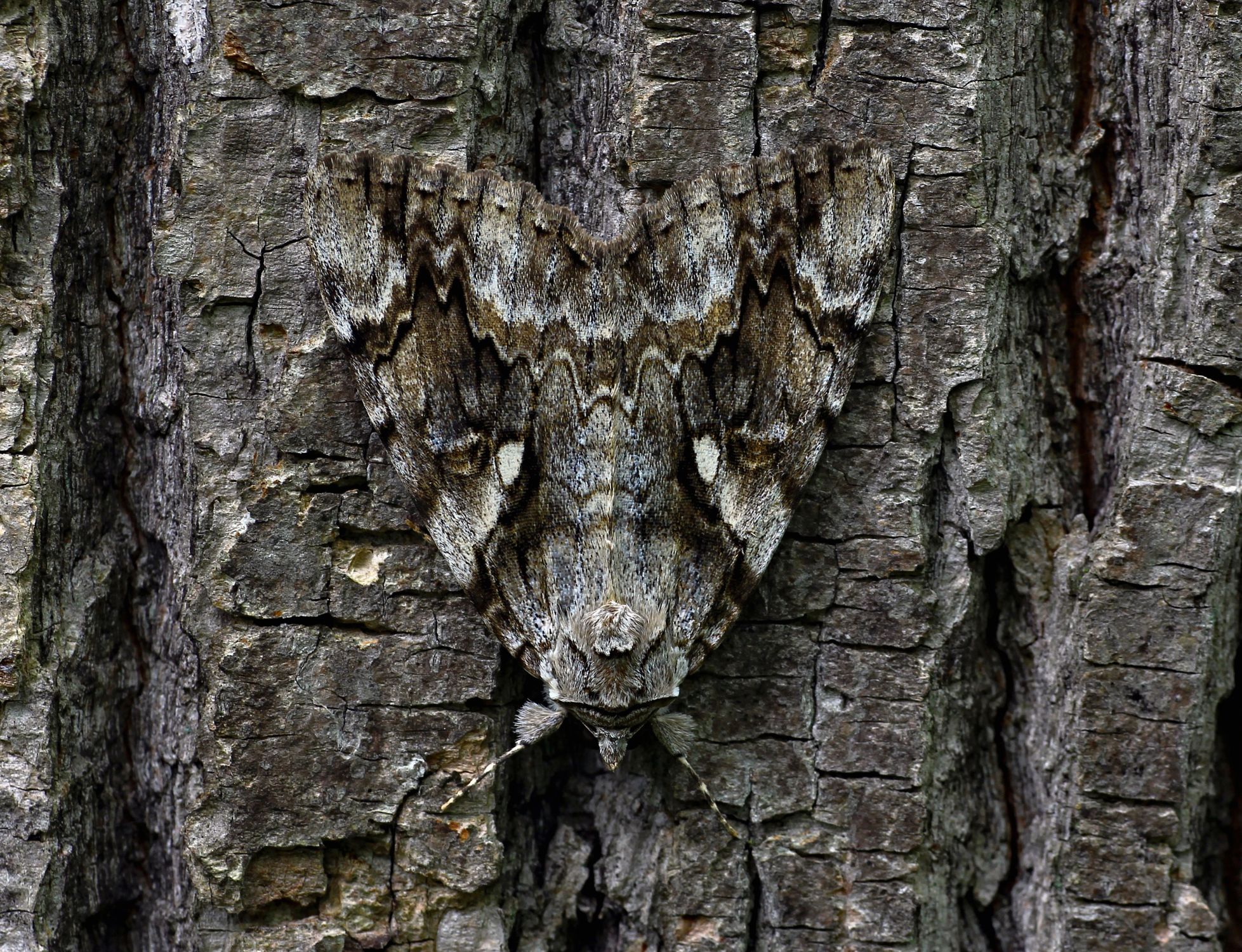 Catocala Moth Camouflaged on Tree Bark · Free Stock Photo