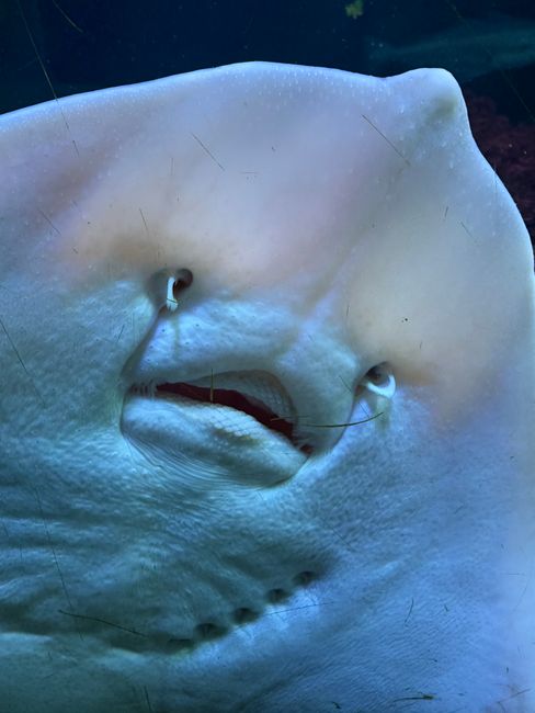 Respecting the Manta Rays and Their Environment Respecting the Manta Rays and Their Environment