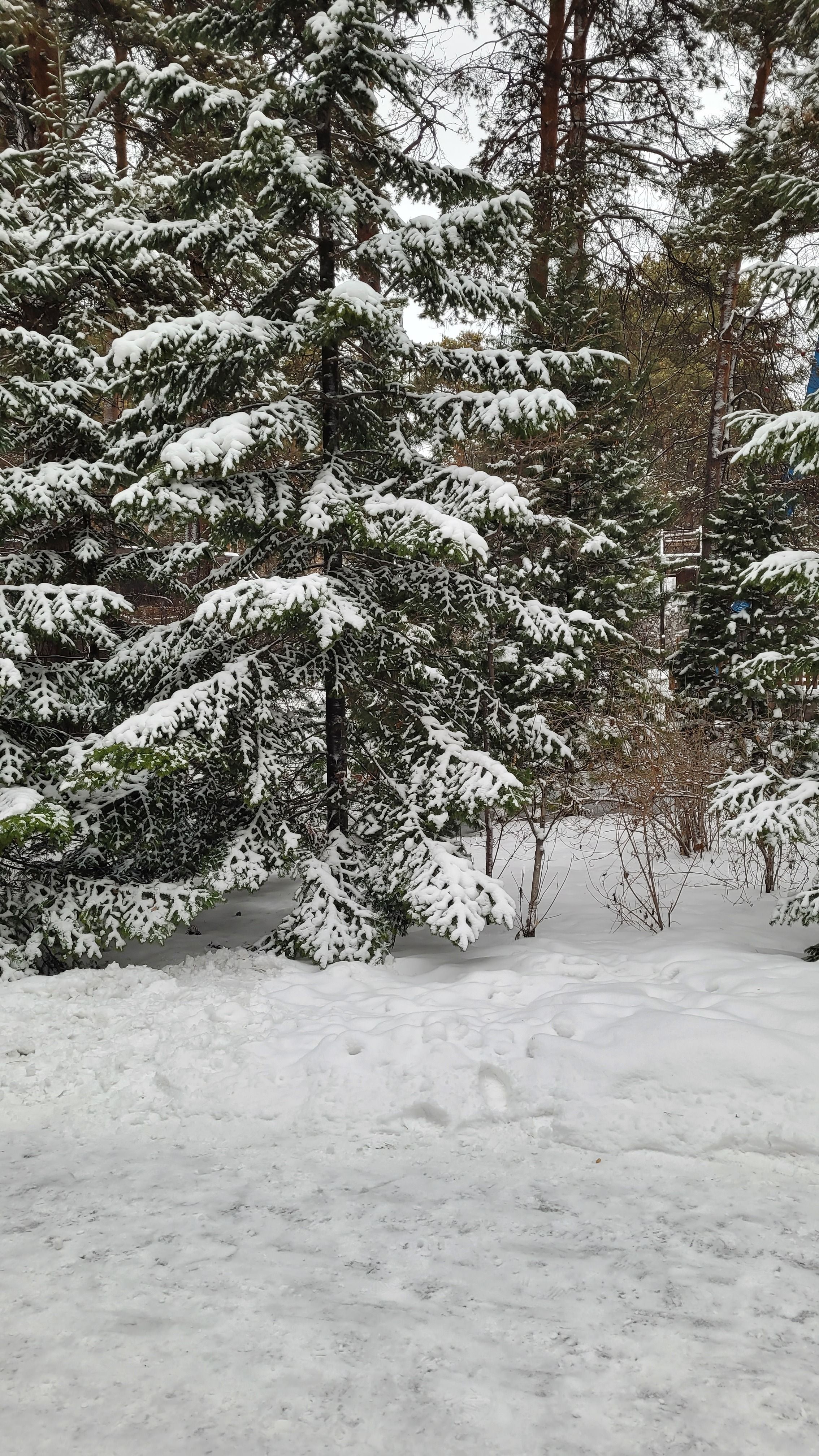 Serene snowy forest with pine trees blanketed by fresh snow in winter.