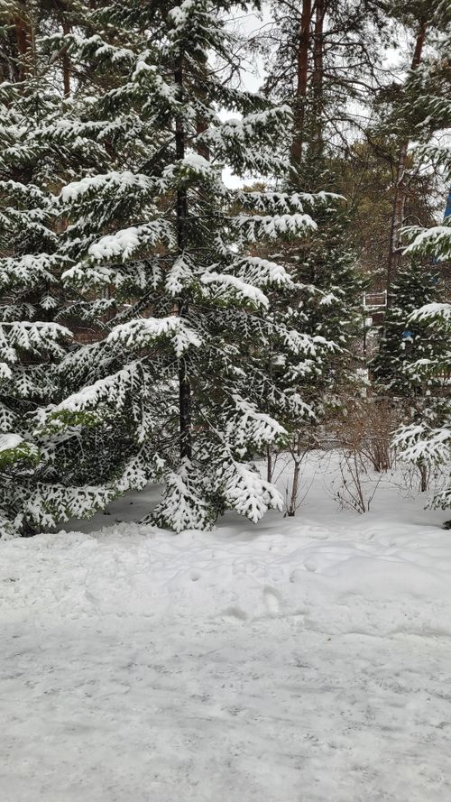 Free Serene snowy forest with pine trees blanketed by fresh snow in winter. Stock Photo