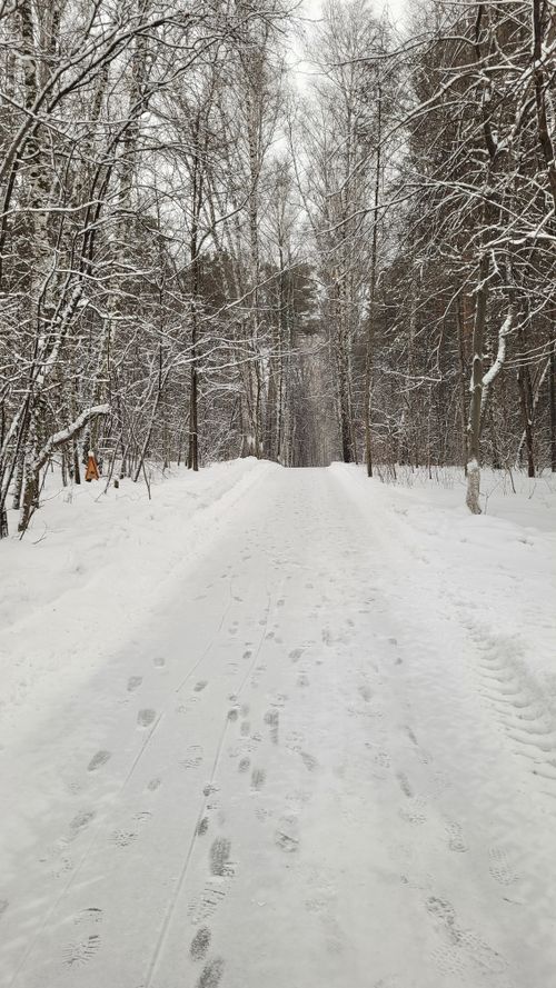 Free Serene winter scene of a snow-covered path surrounded by tall trees in a quiet forest. Stock Photo