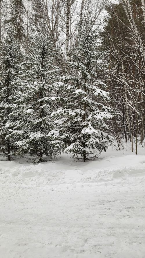 Free Tranquil winter forest with snow-laden trees and a peaceful atmosphere. Stock Photo