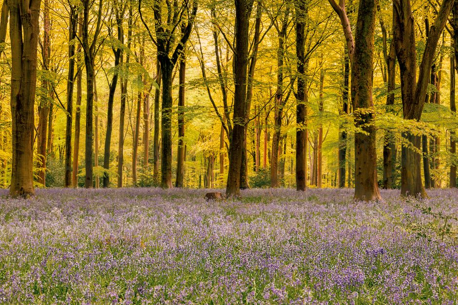 A serene forest landscape with vibrant bluebells under lush trees at golden sunrise.