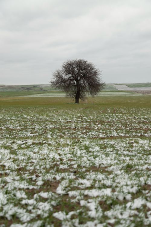 Lone Tree in a Snow-Dusted Countryside Field · Free Stock Photo