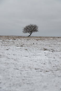 Solitary tree in a snowy countryside field, capturing serene winter landscape.