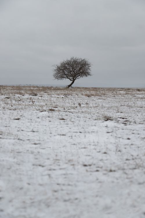 Free Solitary tree in a snowy countryside field, capturing serene winter landscape. Stock Photo