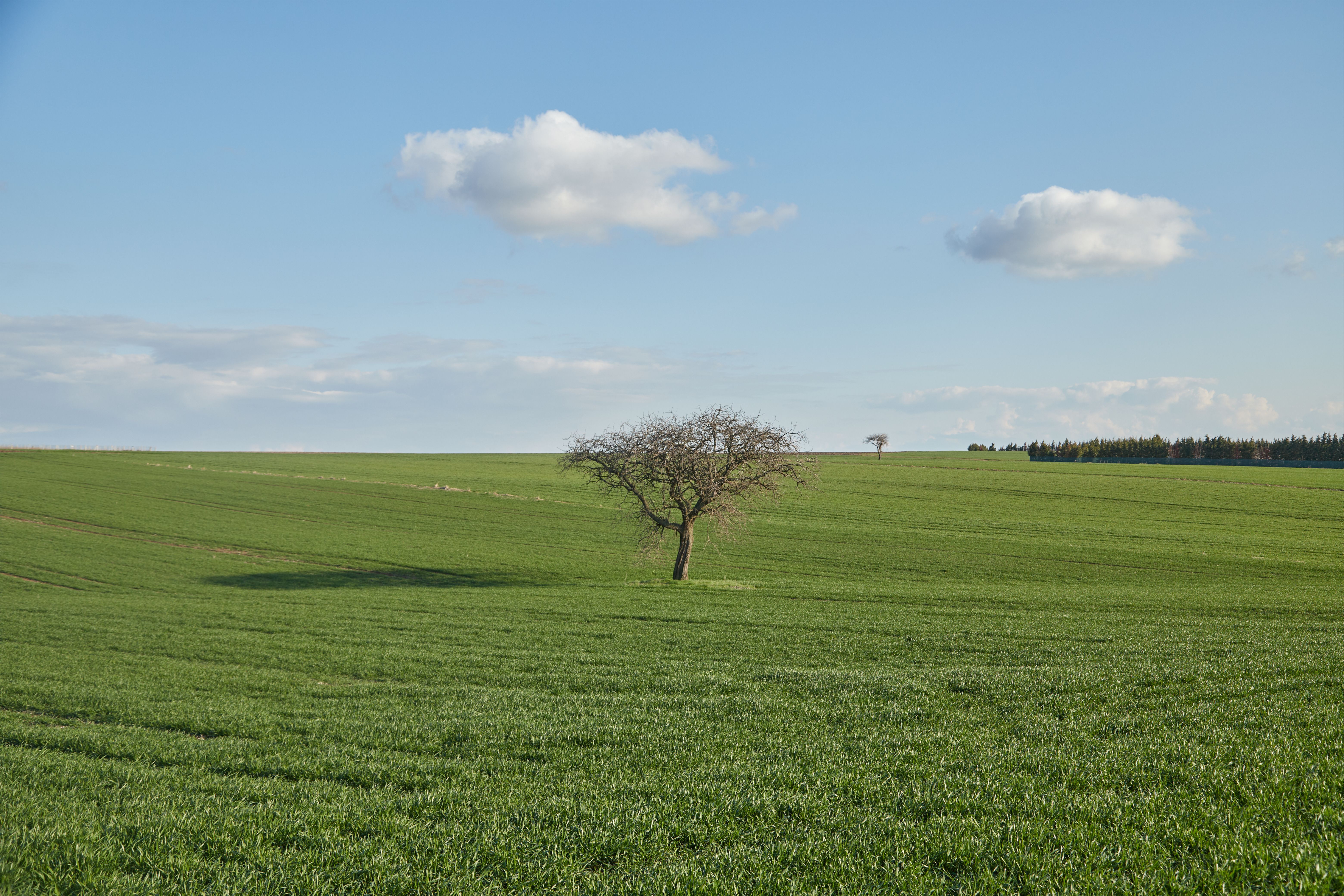 Solitary Tree in Vast Green Field Under Blue Sky · Free Stock Photo