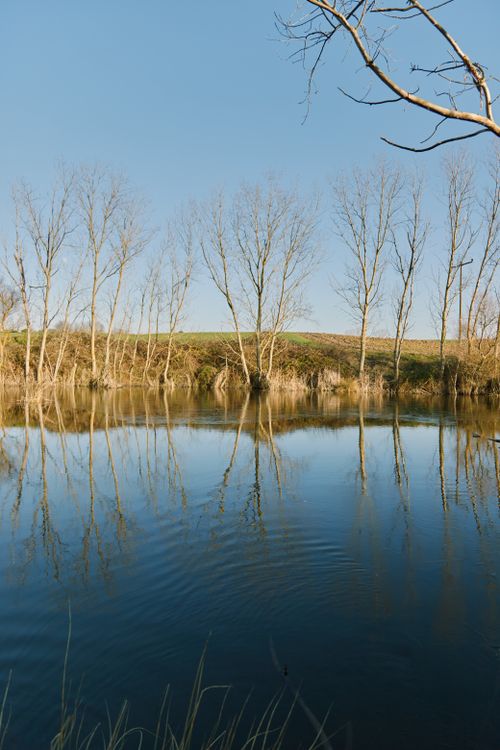 Free Serene lake with reflections of bare trees under a clear blue sky. Stock Photo
