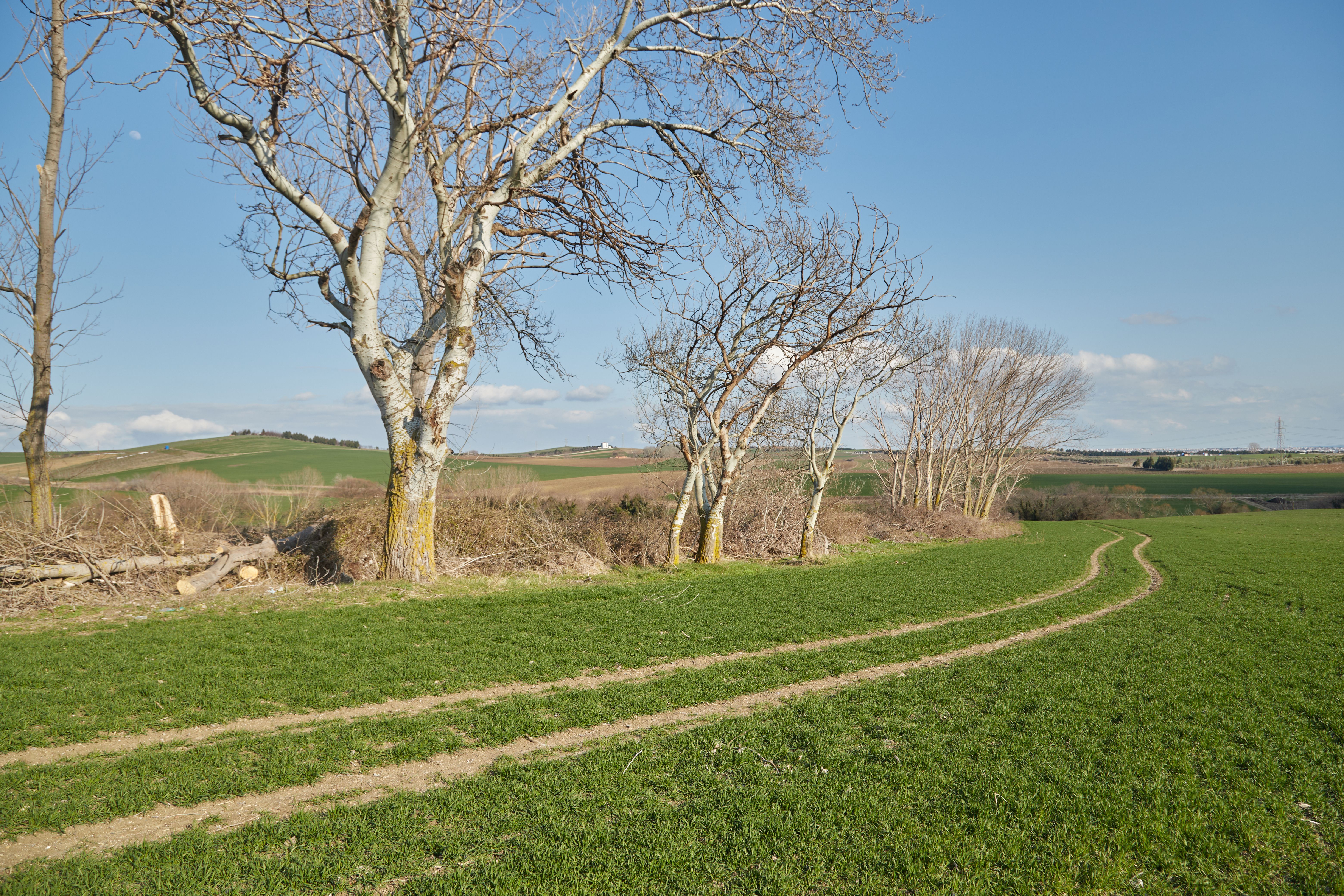 Scenic Rural Pathway Through Lush Green Fields · Free Stock Photo