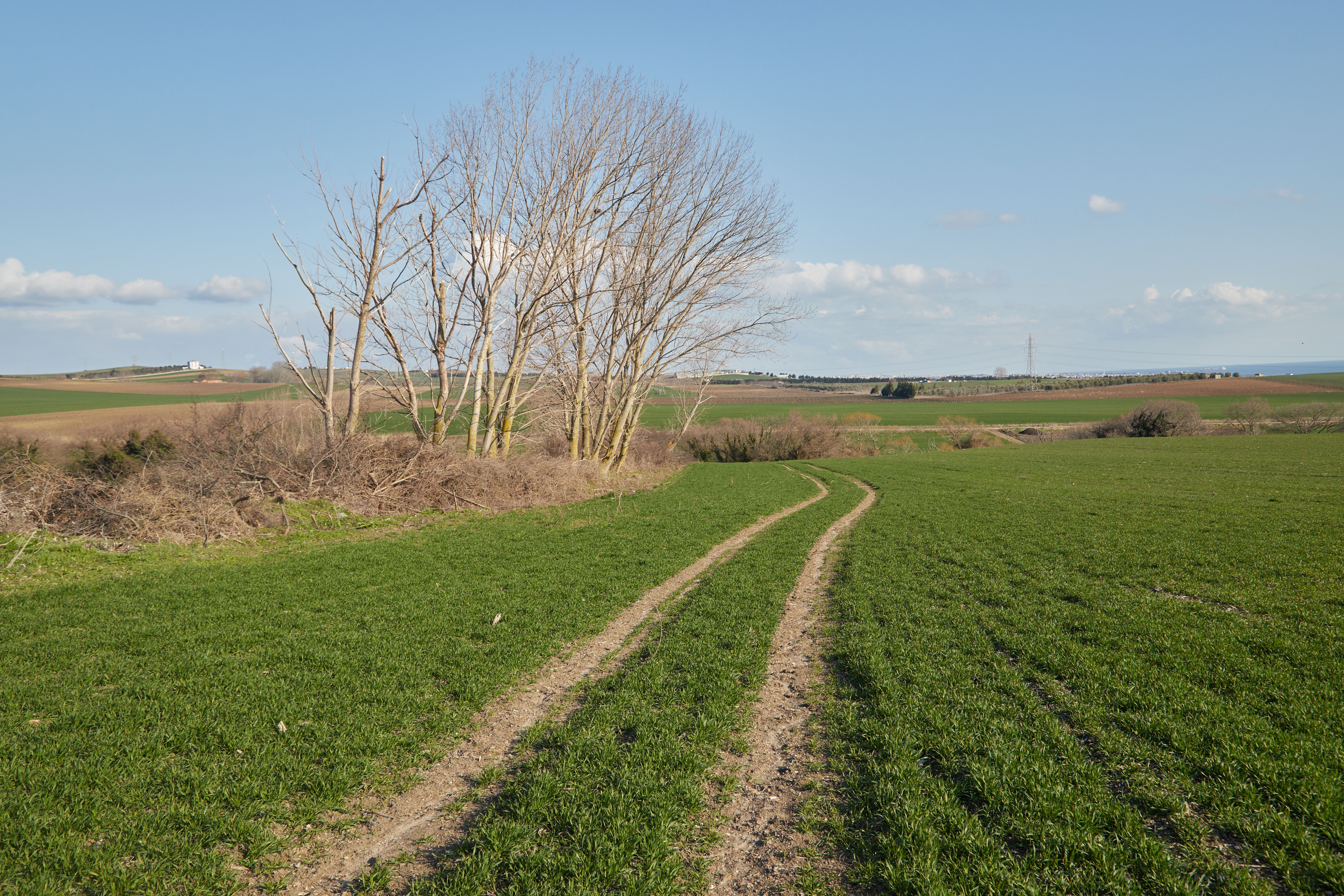 Serene Countryside Path with Bare Trees · Free Stock Photo