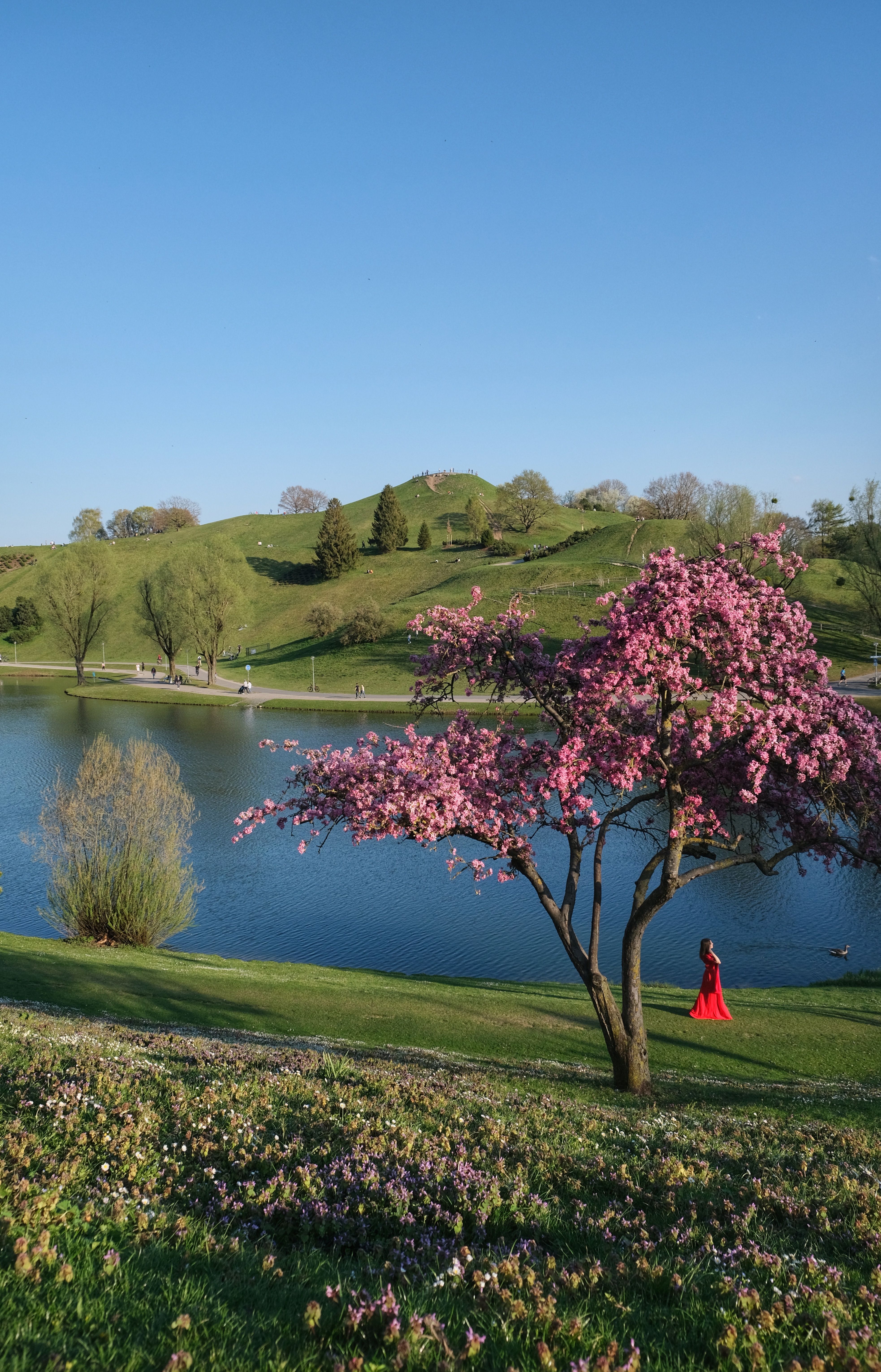 Cherry Blossom Tree by a Serene Lake in Spring · Free Stock Photo