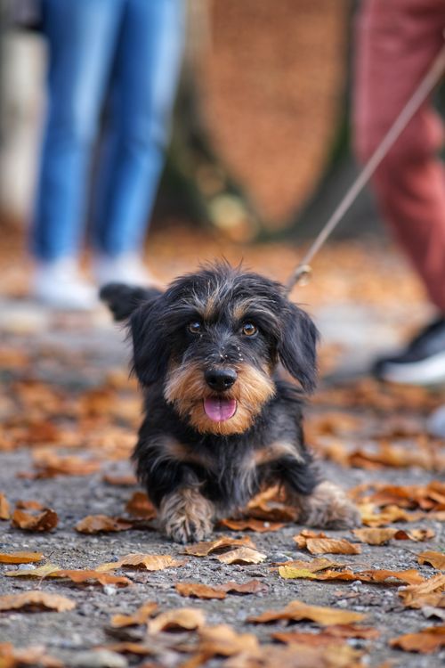 Free Charming Dachshund enjoying a brisk autumn walk on a leaf-covered path. Stock Photo