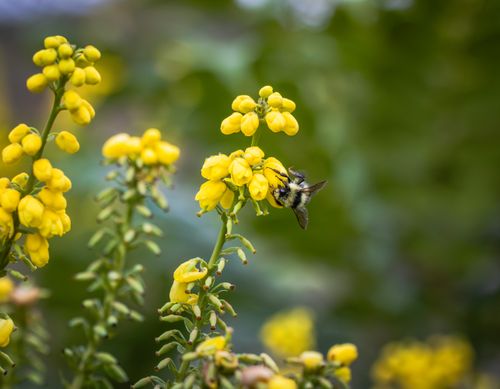 Free A bee collecting nectar from vibrant yellow flowers in a lush green garden setting. Stock Photo
