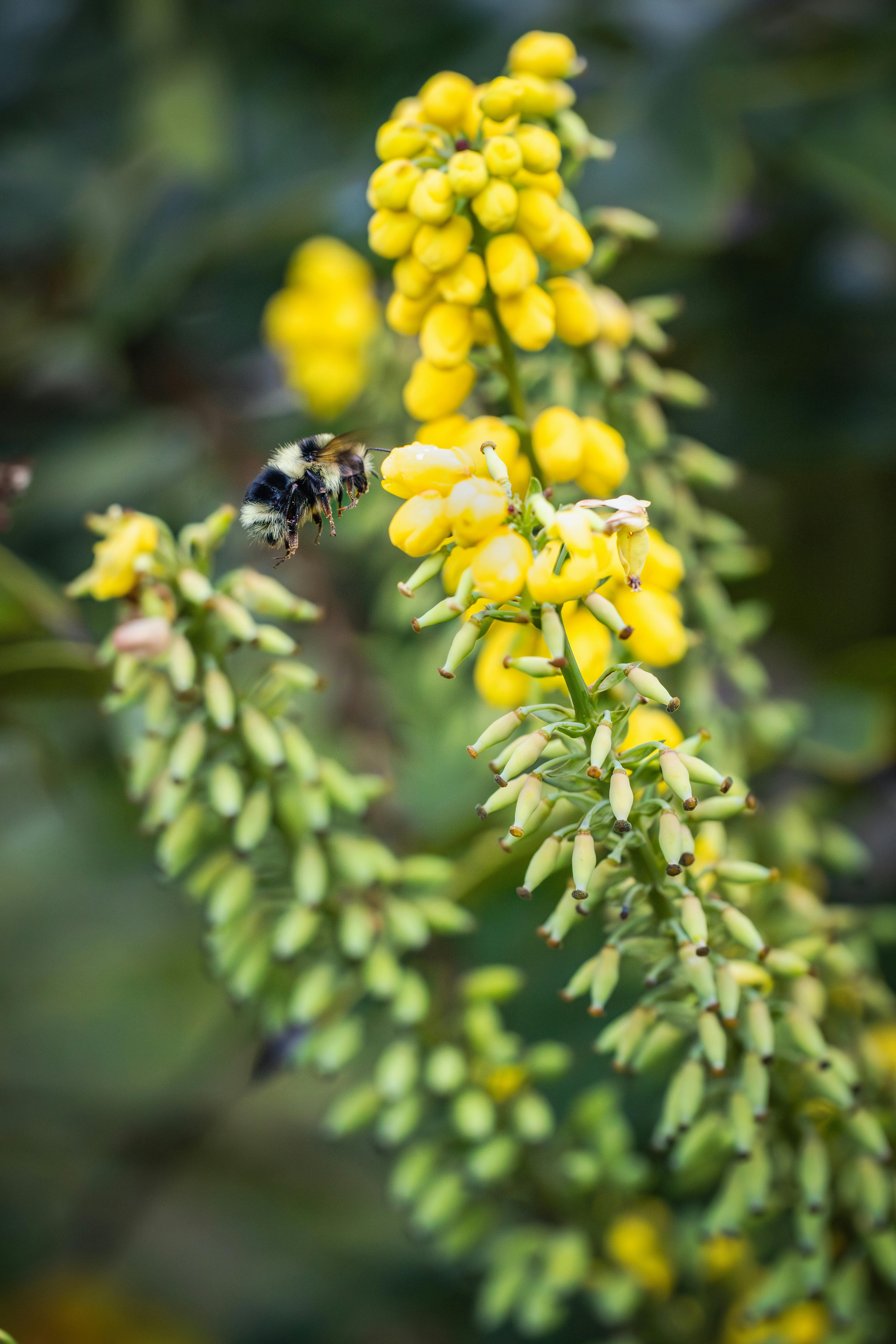 Mahonia