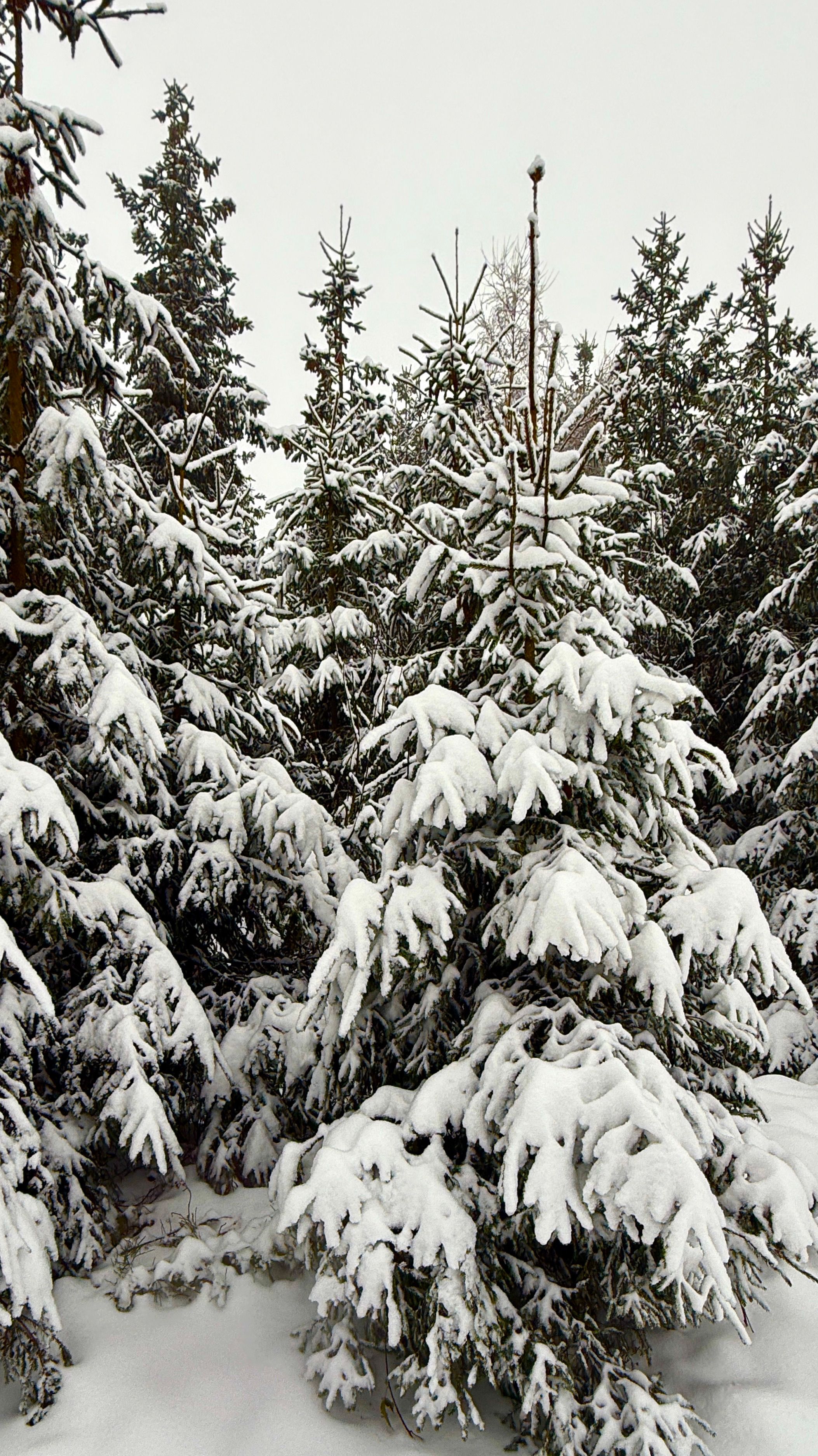 Snow-Covered Pine Forest in Winter · Free Stock Photo