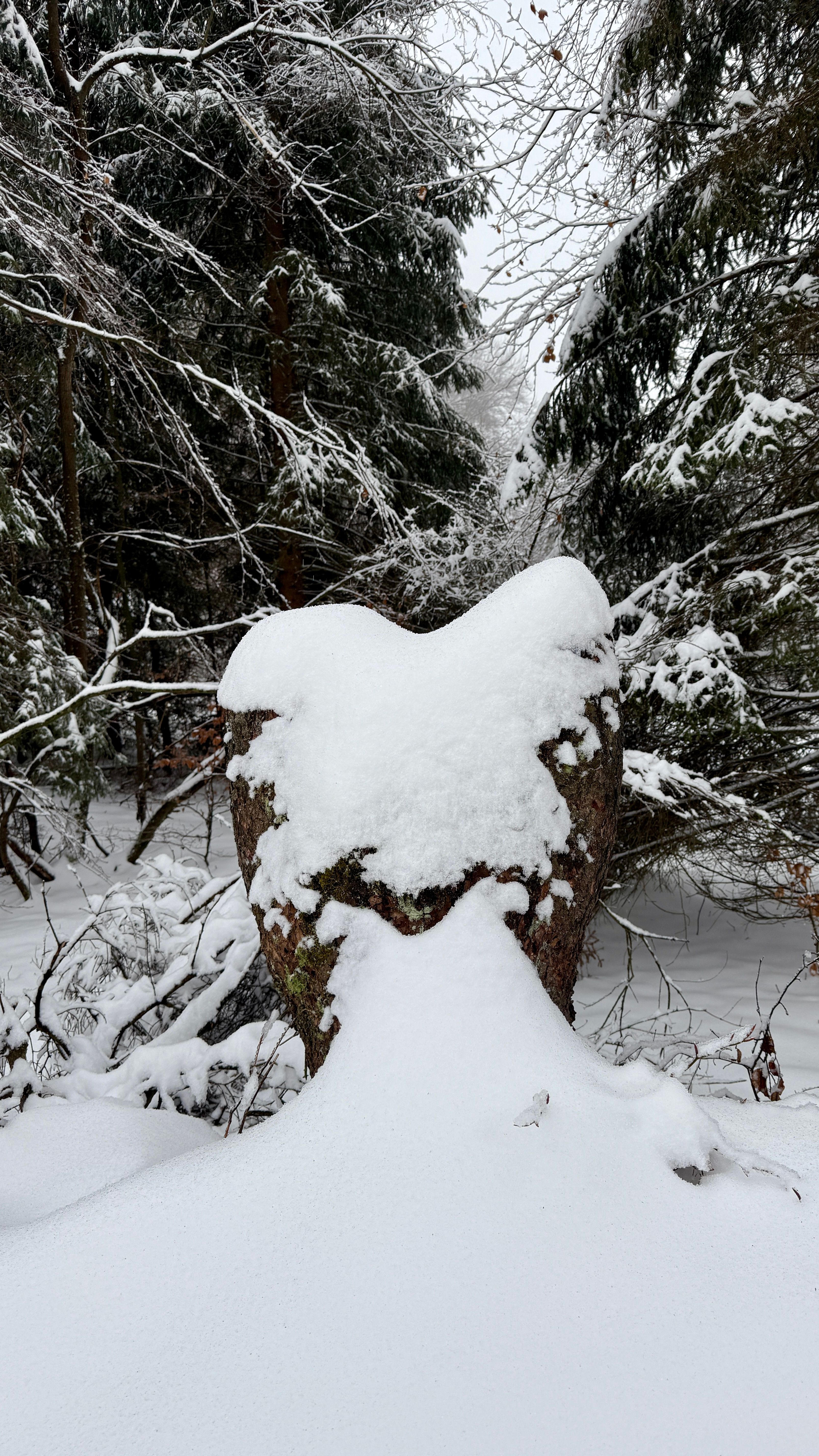 A heart-shaped rock covered in snow in a serene winter forest setting.
