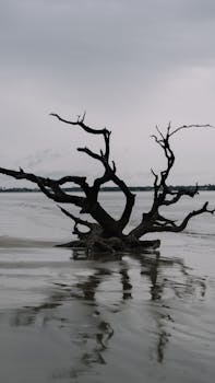A bare driftwood tree set against a moody sky on Jekyll Island's serene beach.