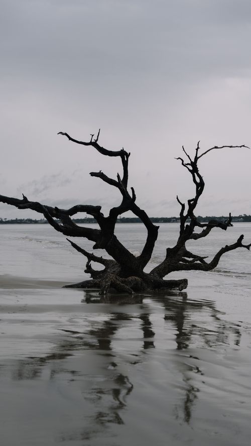 Free A bare driftwood tree set against a moody sky on Jekyll Island's serene beach. Stock Photo