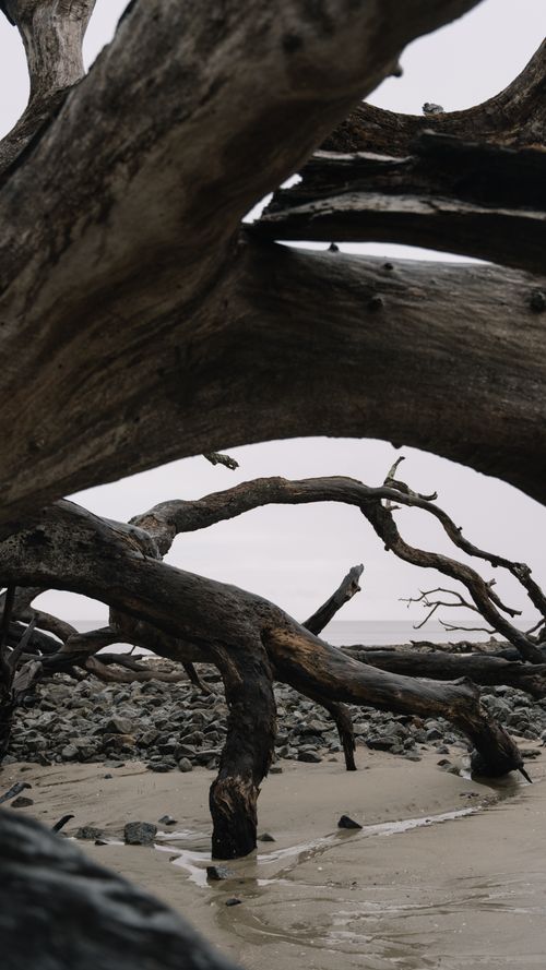 Free Captivating view of weathered driftwood on the rocky shoreline of Jekyll Island, Georgia. Stock Photo