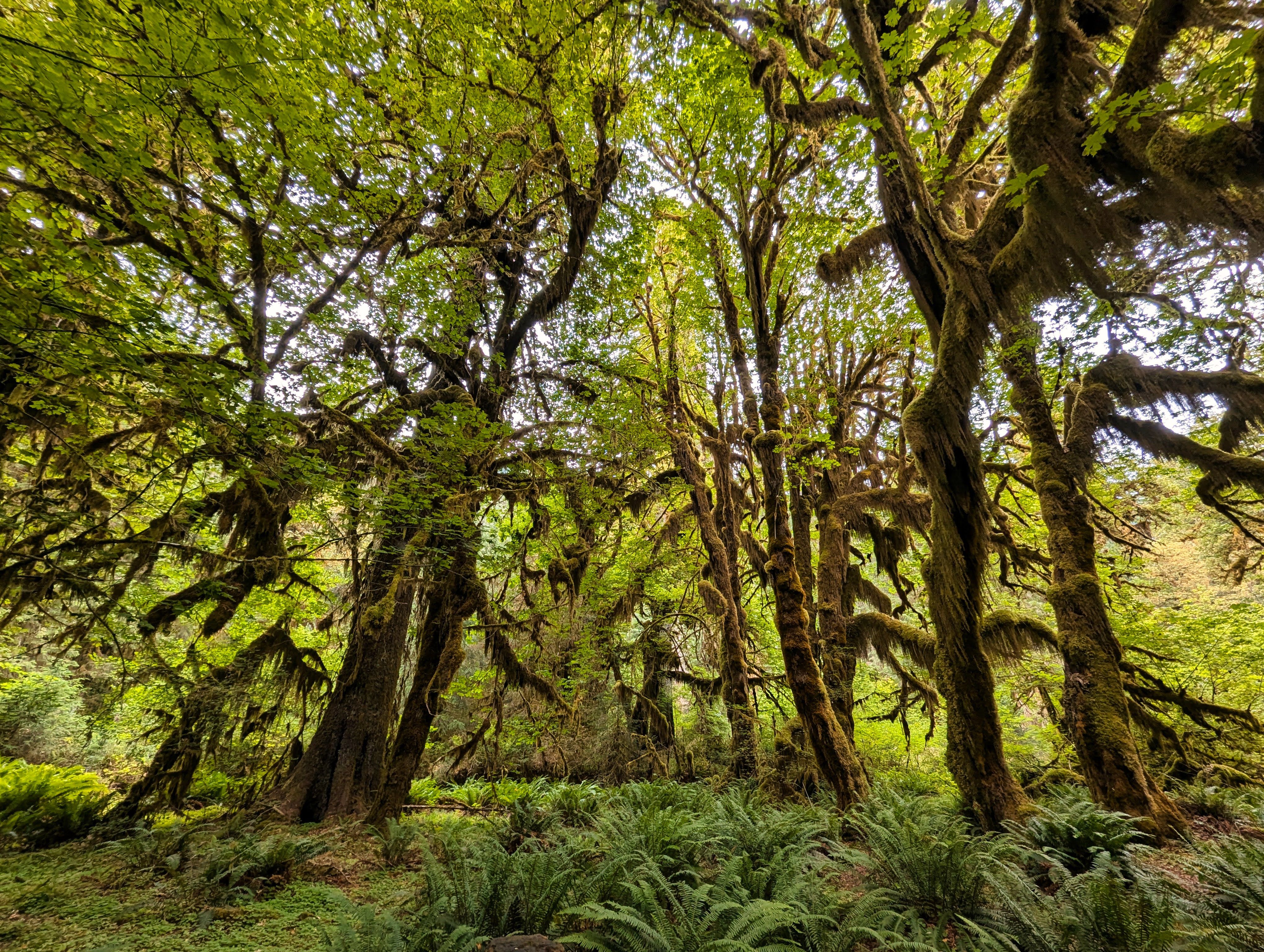 Lake Quinault old-growth forest