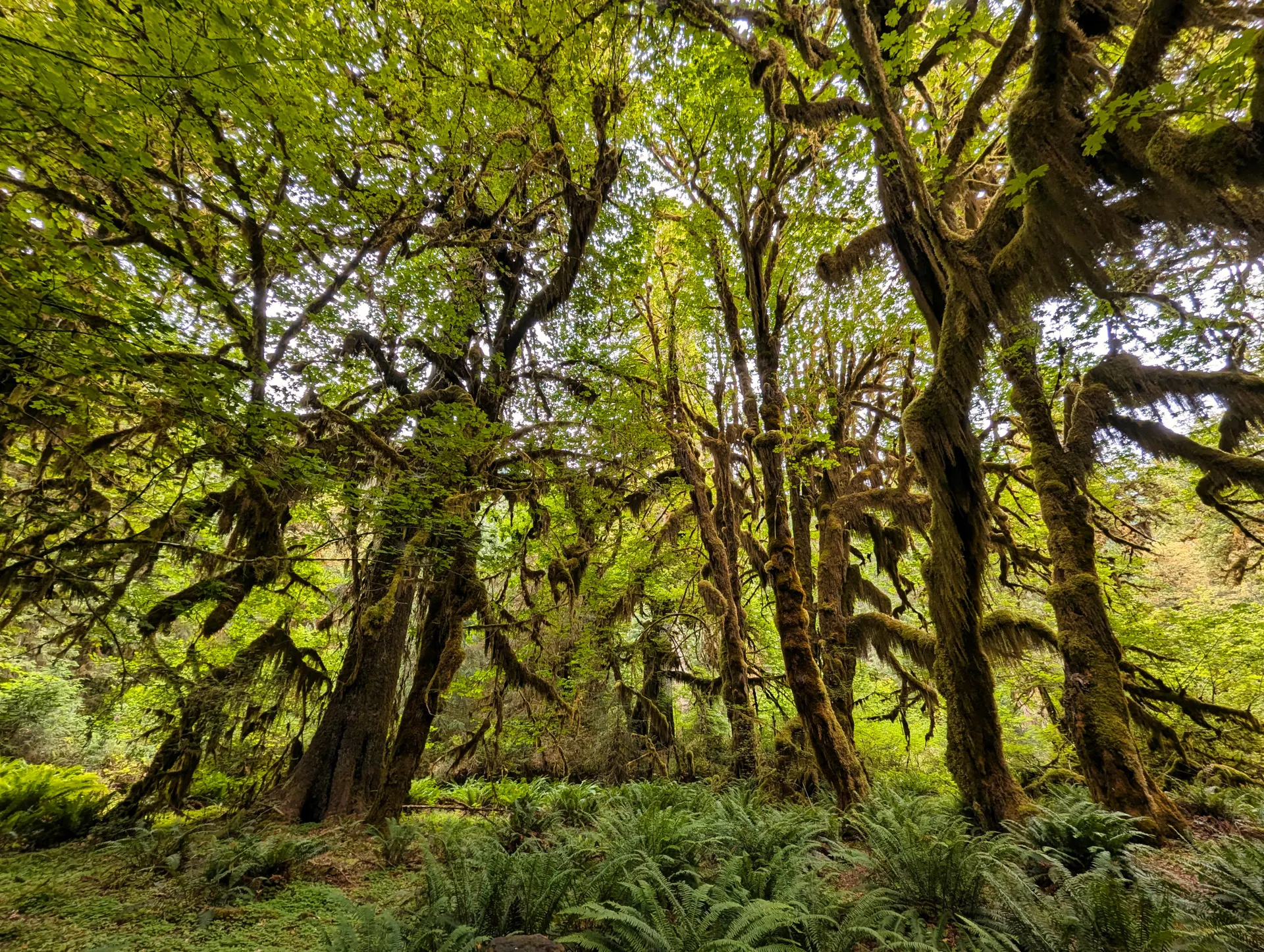 Moss-draped maples in the Hoh Rain Forest on the Olympic Peninsula Moss-draped maples in the Hoh Rain Forest on the Olympic Peninsula