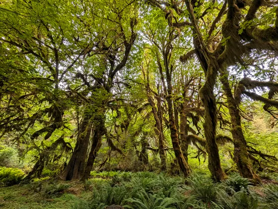 The flat gravel Hoh River Trail along the braided river