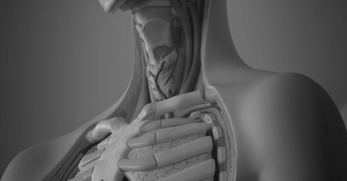 The 10 human bones and organs whose roles are still being reinterpreted by experts The 10 human bones and organs whose roles are still being reinterpreted by experts