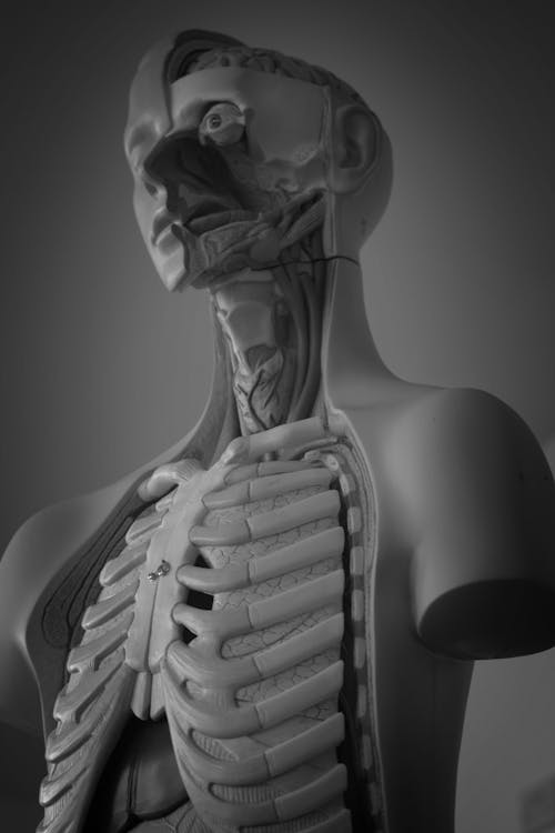 Ücretsiz Tıbbi çalışmalar için mükemmel, insan anatomisi modelinin siyah beyaz fotoğrafı. Stok Fotoğraflar