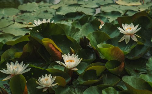 Free Tranquil pond featuring stunning white water lilies in lush green surroundings. Stock Photo