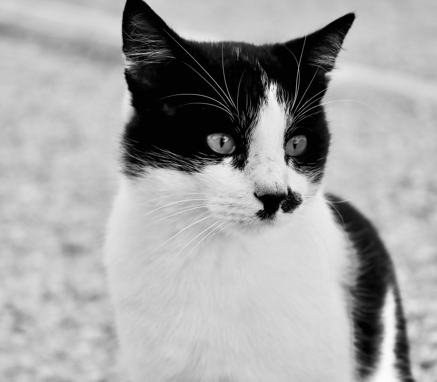 Black and White Cat Portrait Outdoors · Free Stock Photo