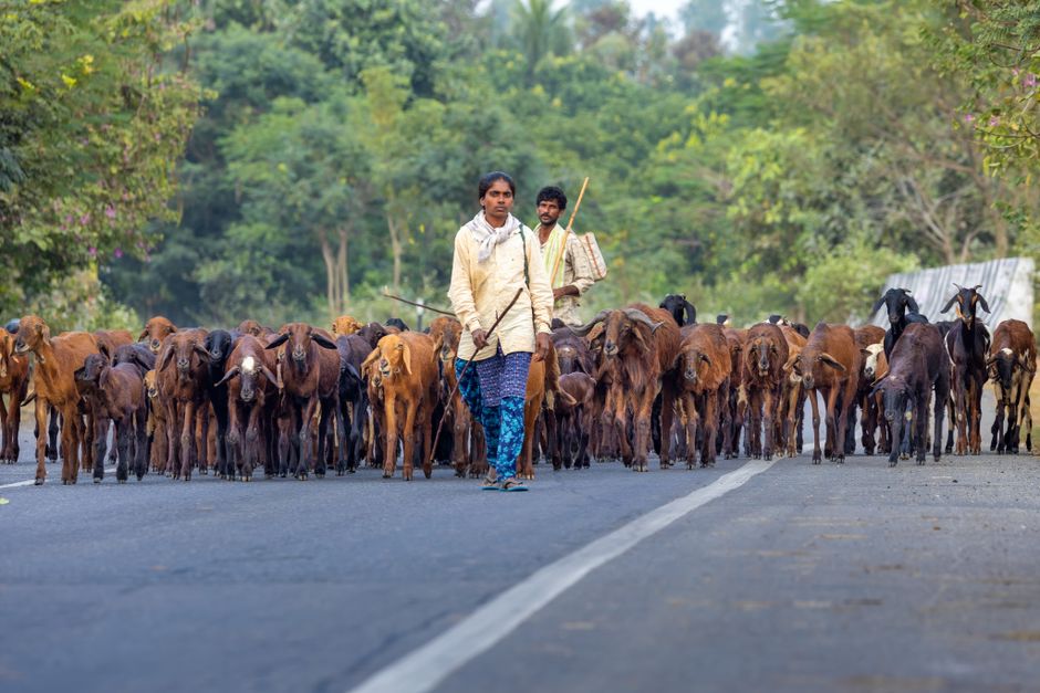 Shepherd Welfare Scheme