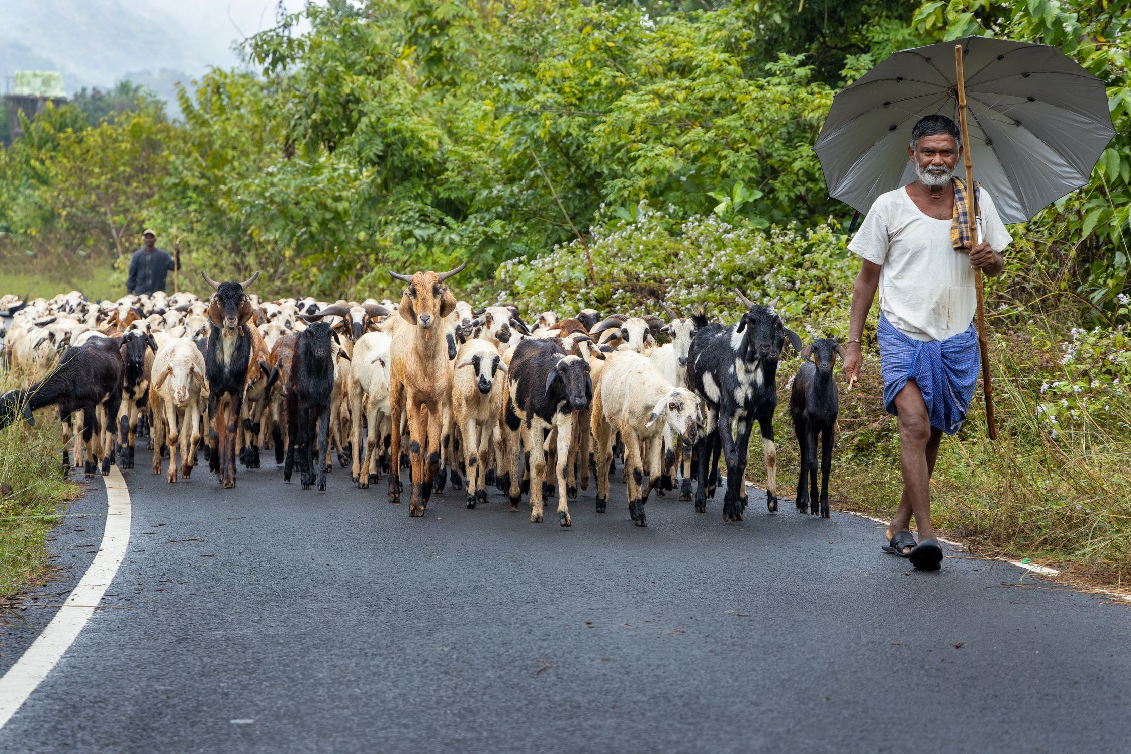 Goats In Rural Shepherd Leading Goats on Rural Road in India · Free Stock Photo