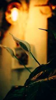 Moody close-up of a peace lily with warm light indoors, showcasing its elegance and beauty.