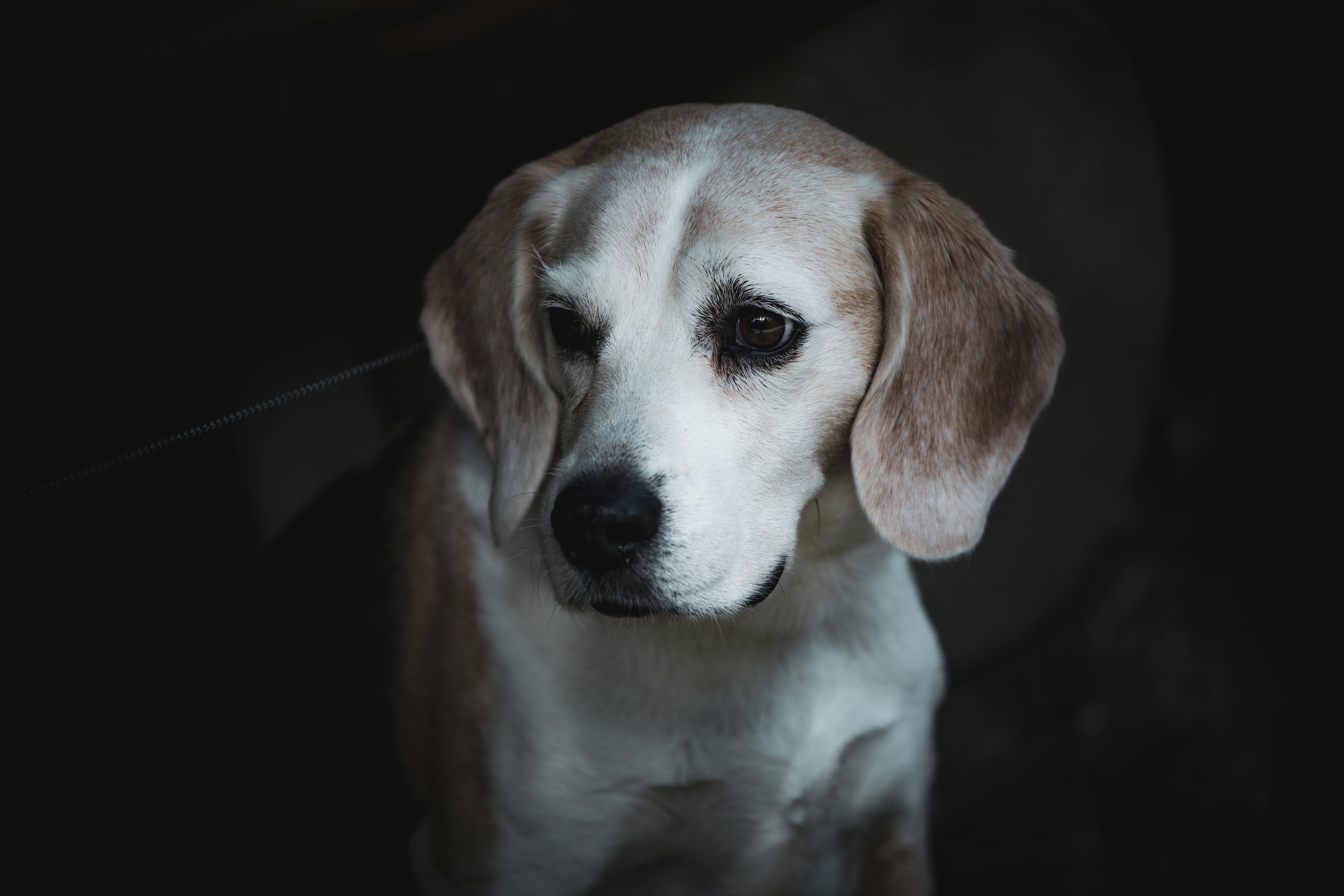 pet insurance veterinary expenses — Photo by Volker Kaes on Pexels