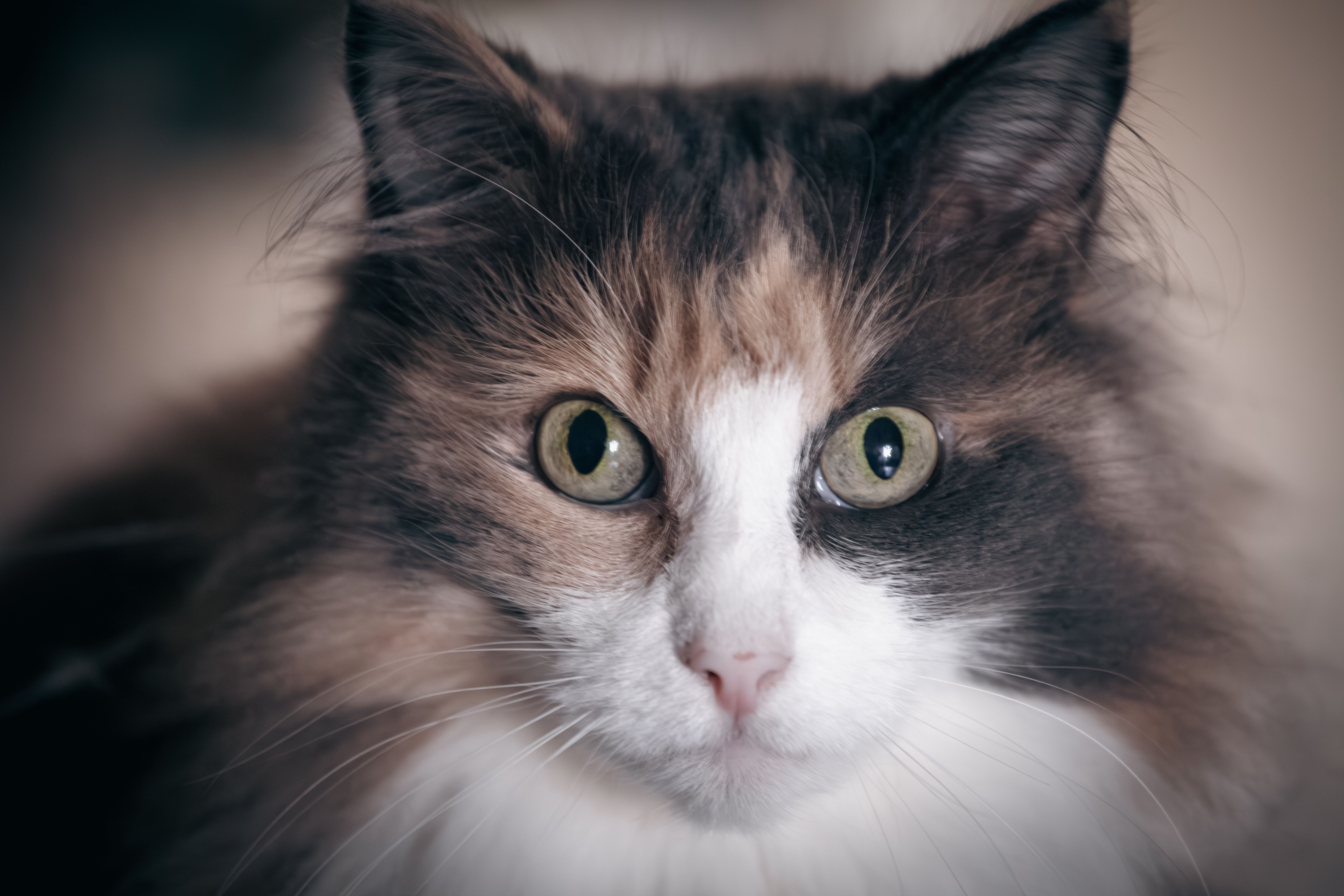 Veterinary care for a cat