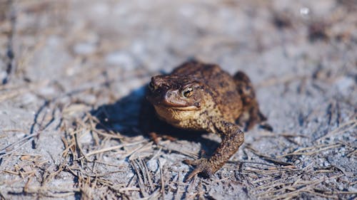 Free stock photo of animal, frog, nature