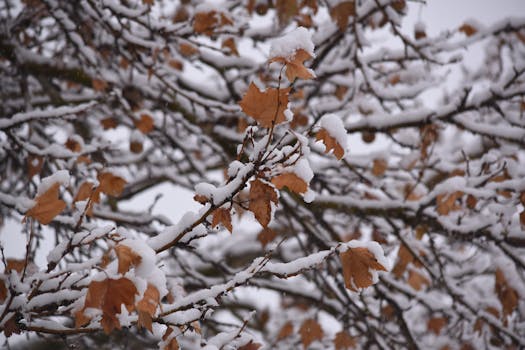 Captured a close-up of snow-laden branches featuring vibrant autumn leaves.