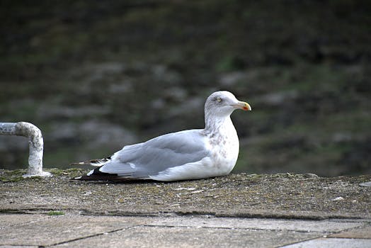 A seagull with a hooked beak resting on a stone surface on a cloudy day.