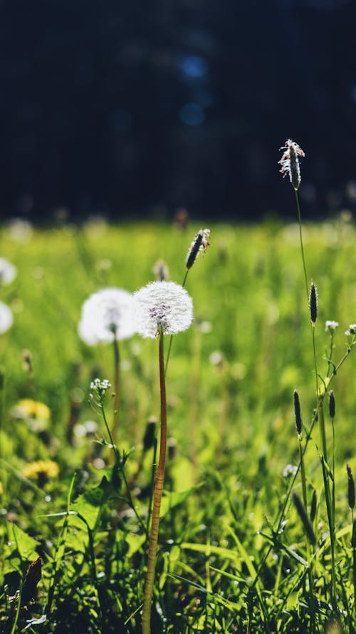 Free stock photo of estonia, flower, summer