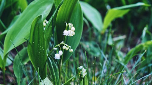 Free stock photo of flower, forest, green