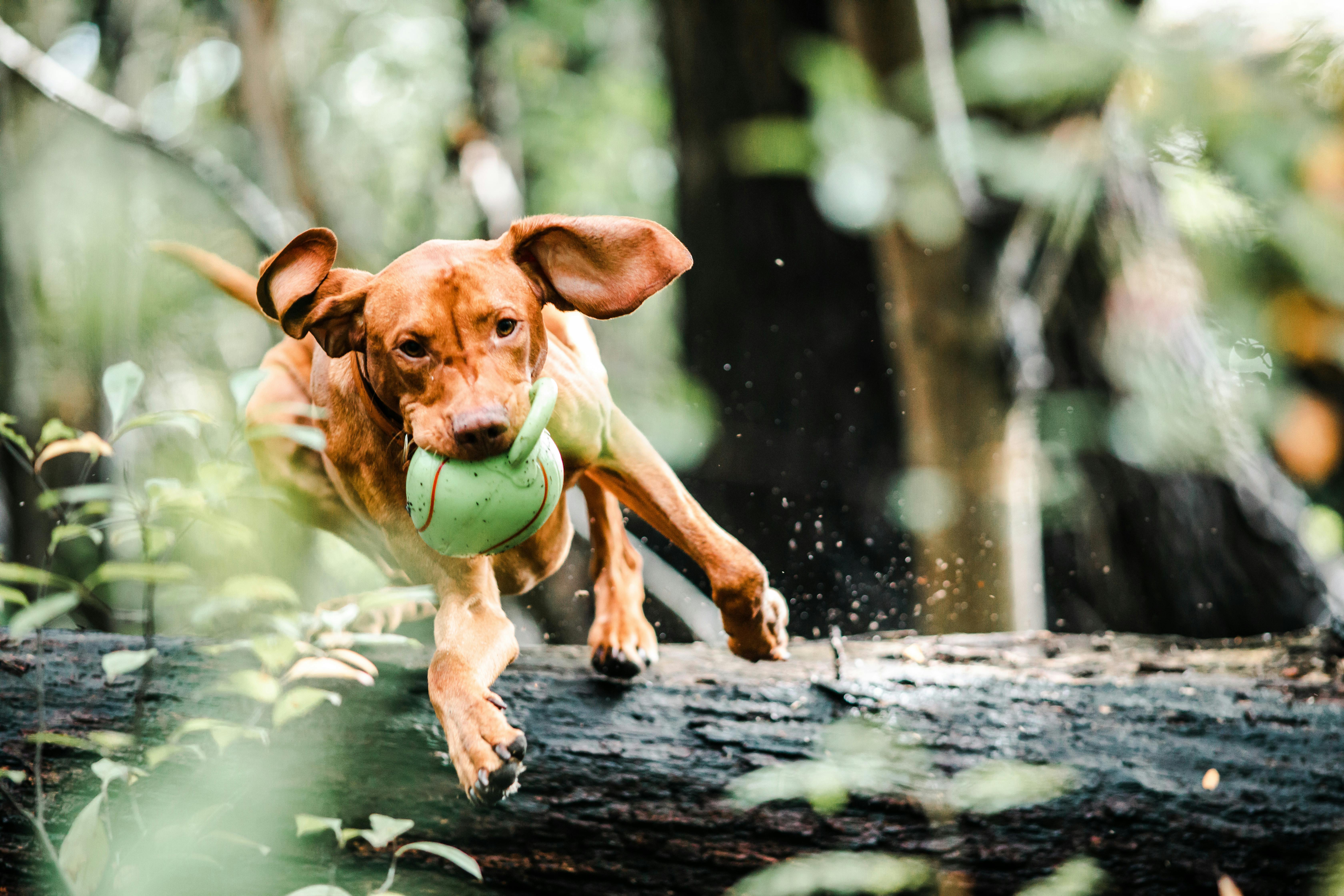 dog with ball in mouth jumping over a fallen tree trunk