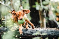 在郁郁葱葱的森林里，一只棕色的维兹拉狗精力充沛地带着玩具球跳过了一根圆木