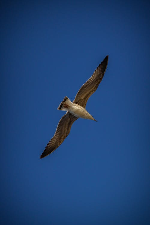 Free stock photo of animal photography, photo, seabird