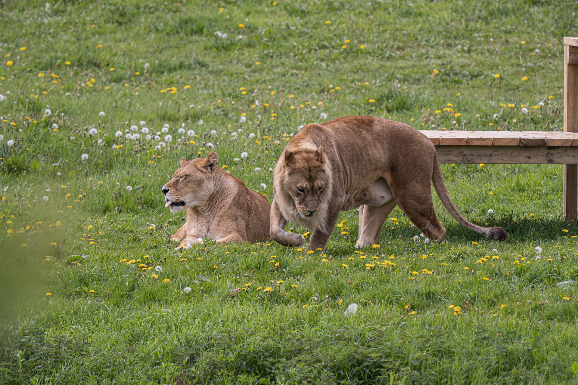 Two lions relaxing in a grassy enclosure at a zoo during the day.