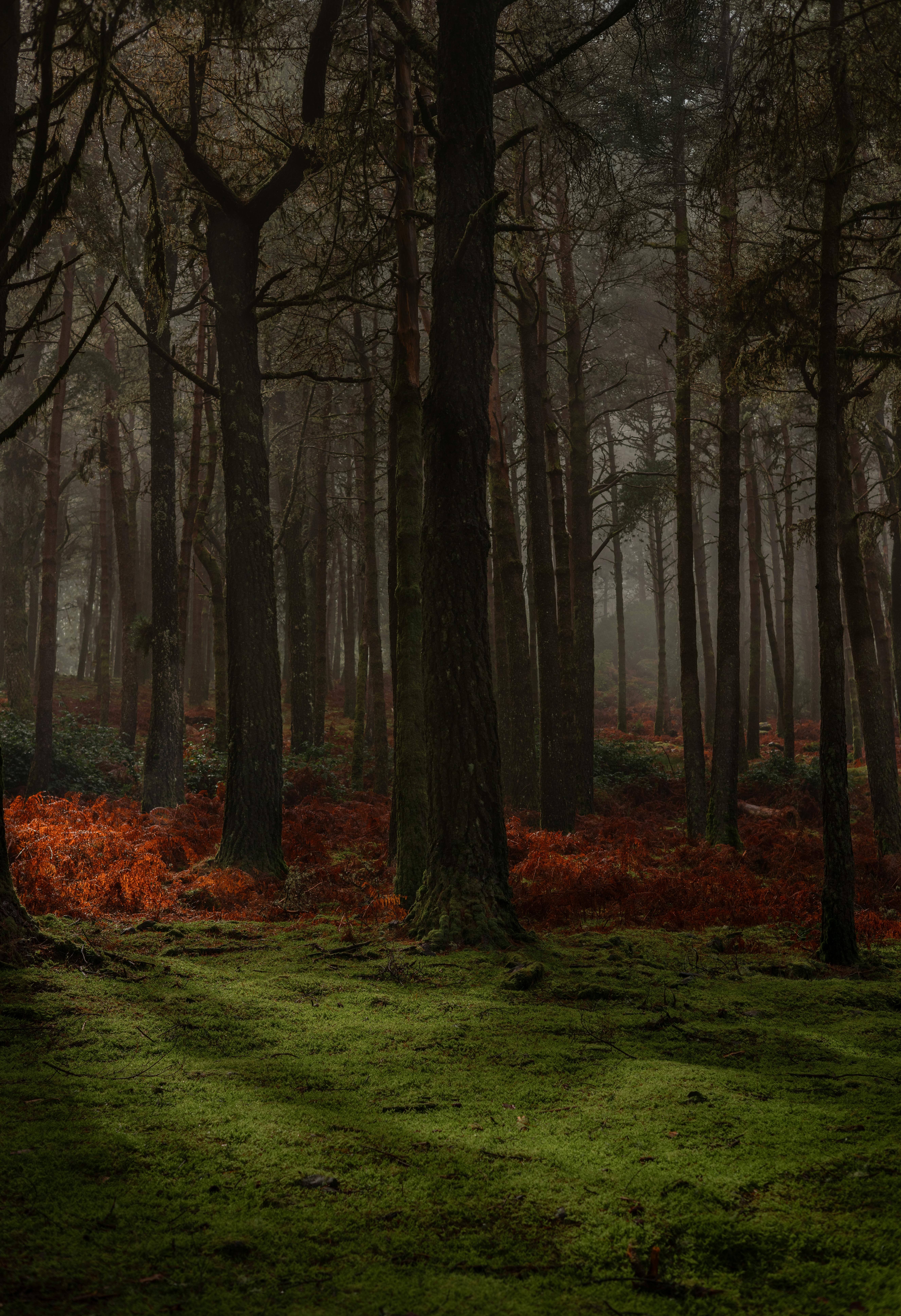 Enchanting misty forest in Madeira, featuring lush green moss and sunlit ferns.