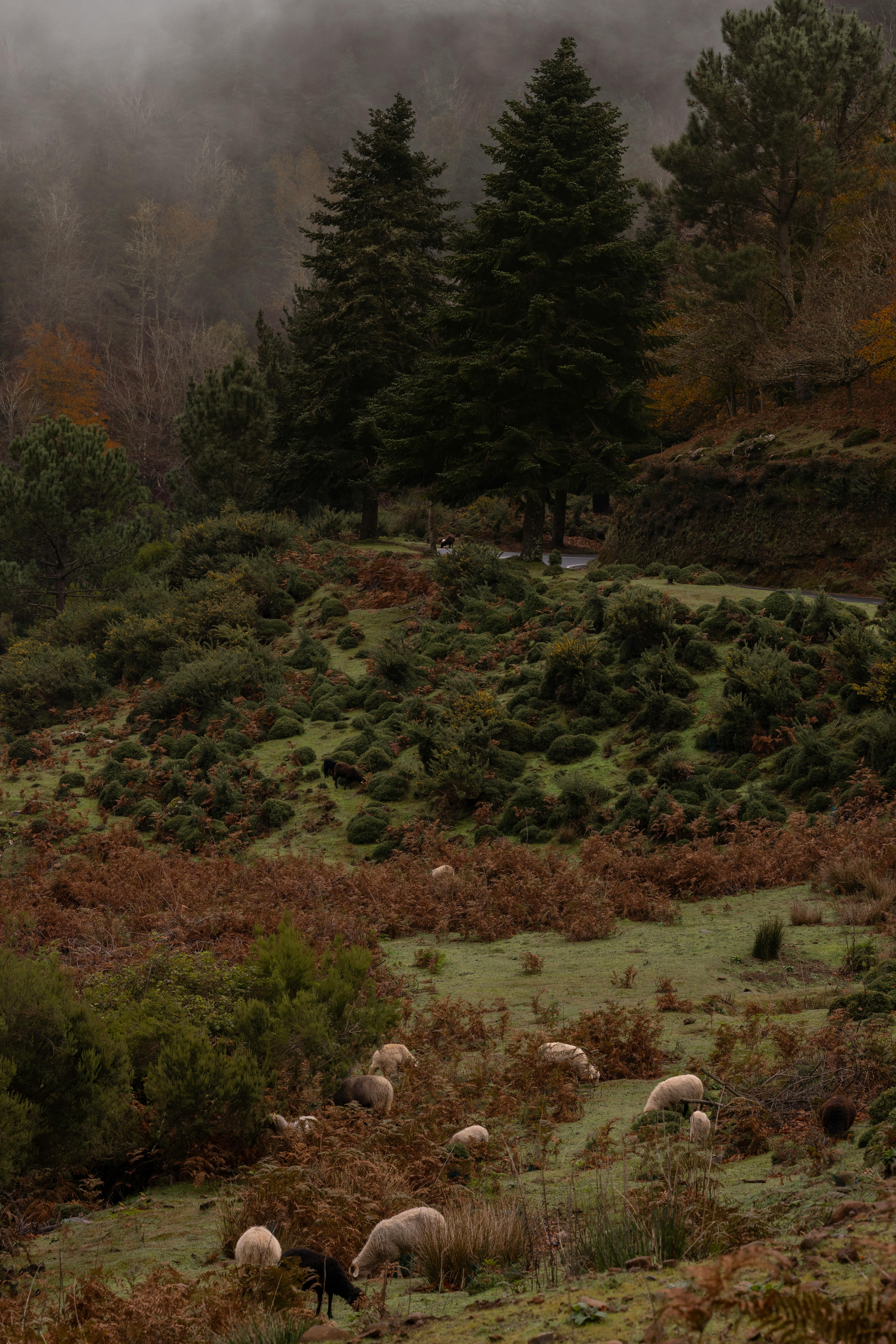 Peaceful scene of sheep grazing on a lush hillside in Madeira, Portugal.